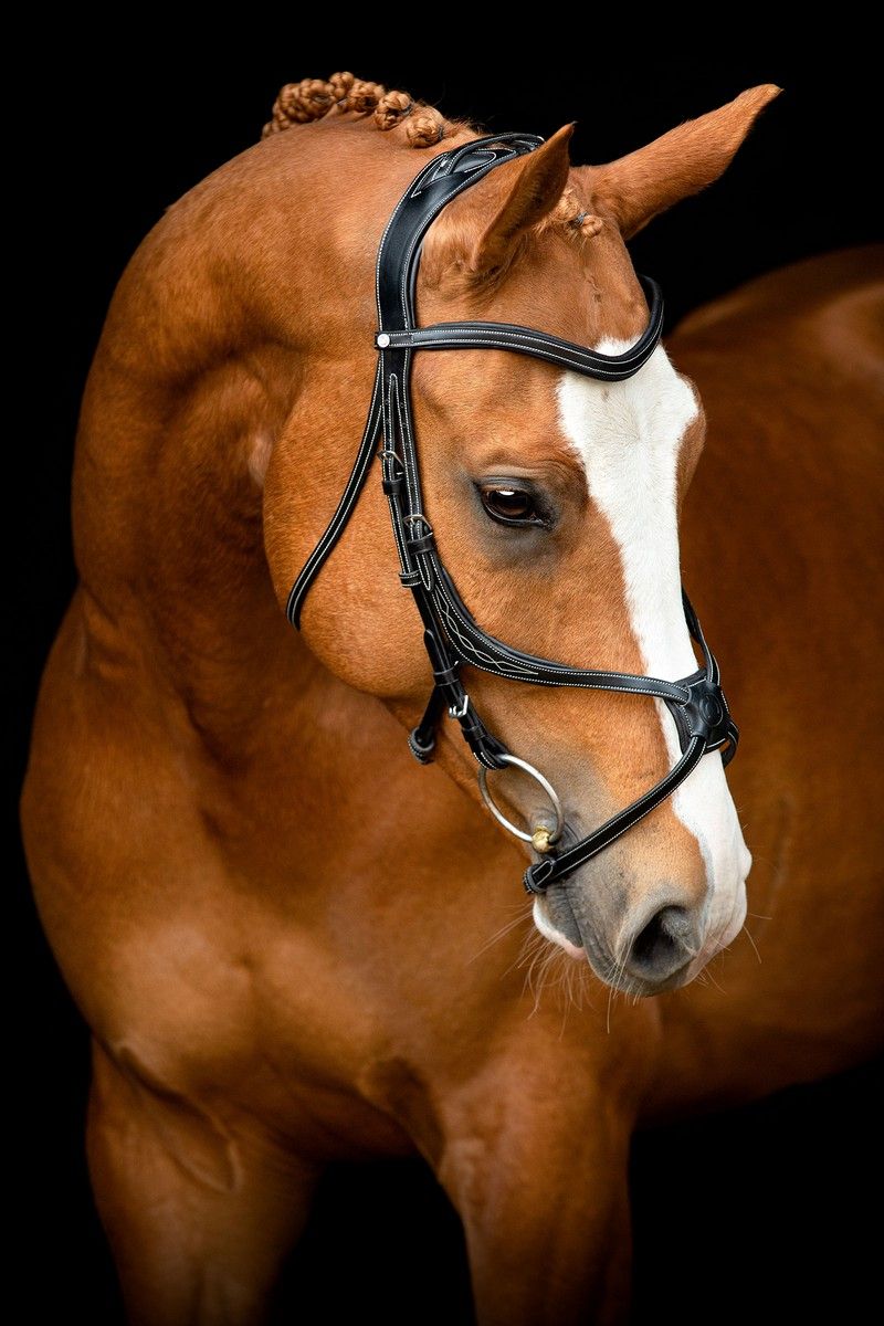 Lyon 8-Fig Bridle Organic Tanned - Black