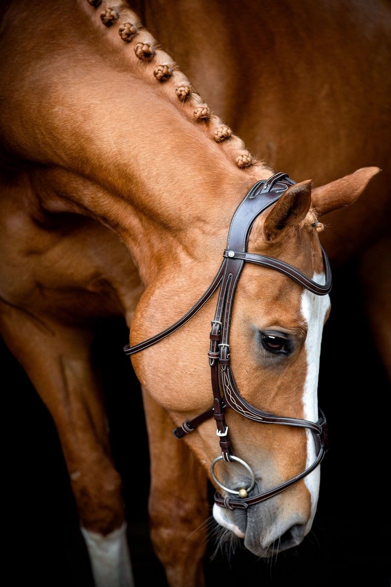 Lyon 8-Fig Bridle Organic Tanned - Brown
