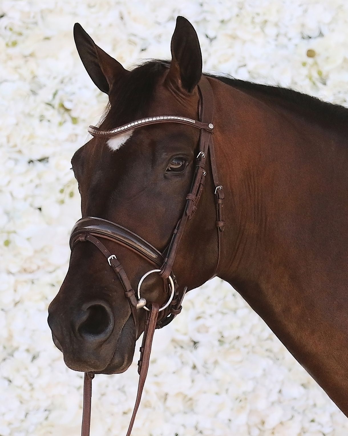 Normandie Deluxe Bridle Organic Tanned - Brown