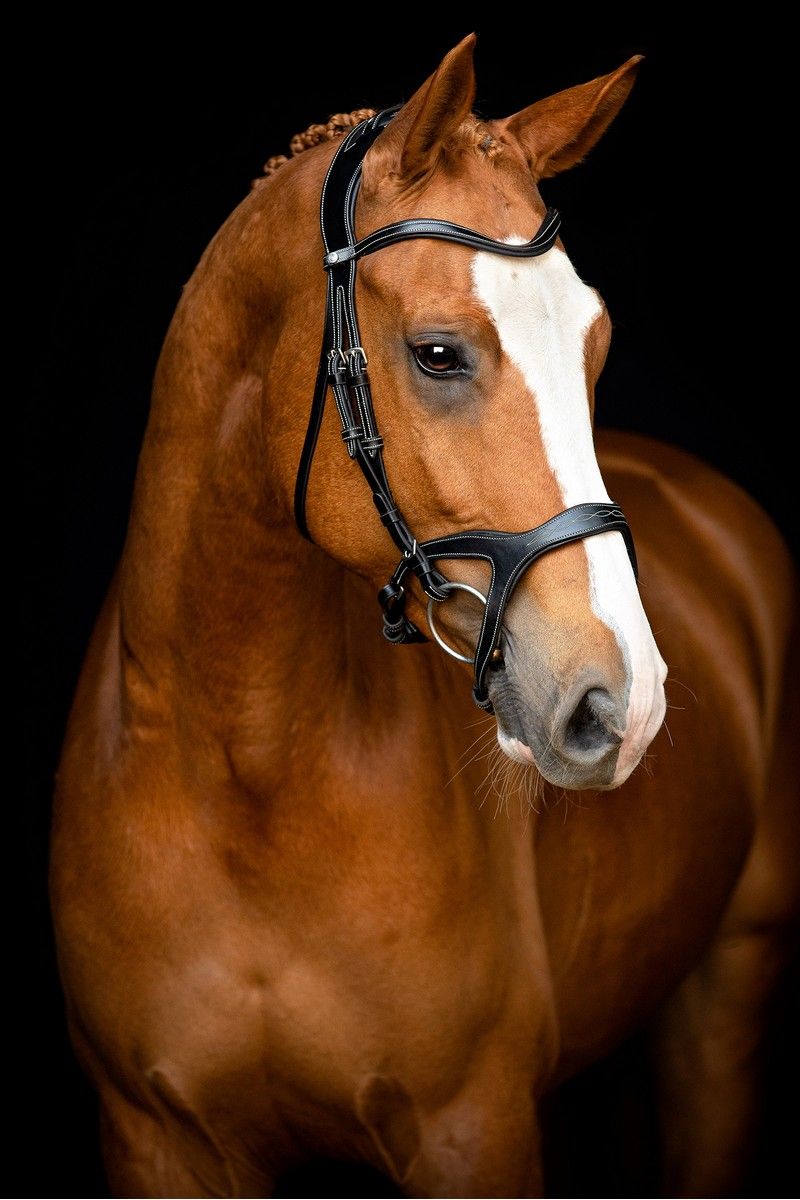 Monarch Bridle Organic Tanned - Black