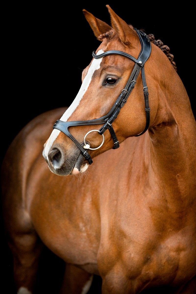 US Excellence Bridle Adapt Organic Tanned - Black