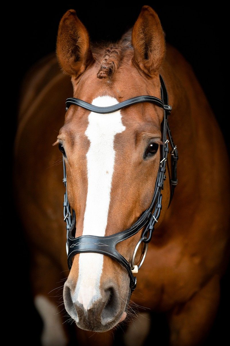 US Excellence Bridle Adapt Organic Tanned - Black