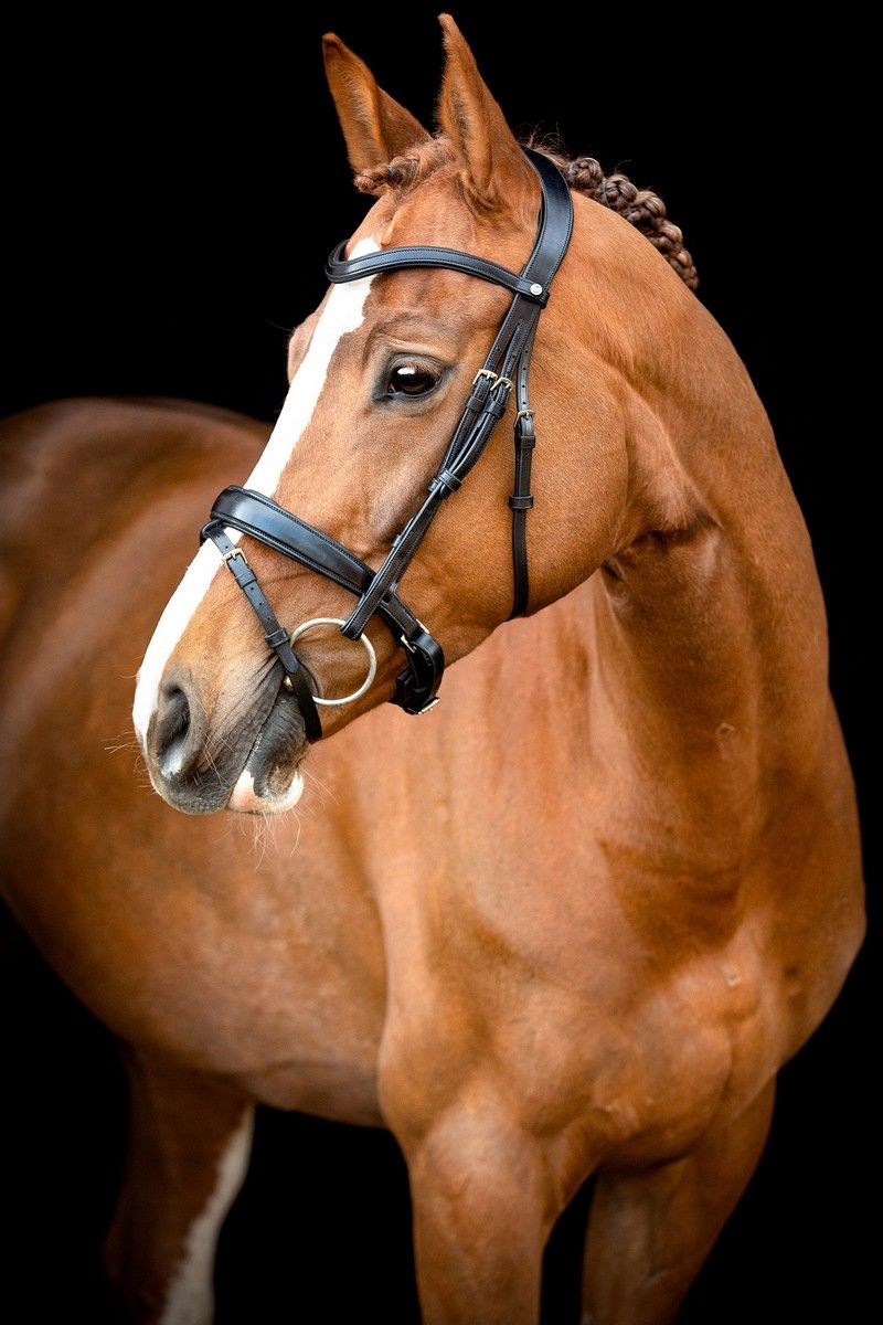 Normandie Bridle Organic Tanned - Black